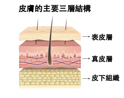 身體皮膚|皮膚構造介紹 